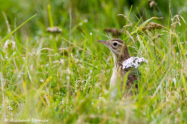 Richard's Pipit