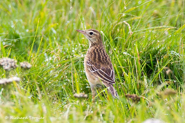 Richard's Pipit