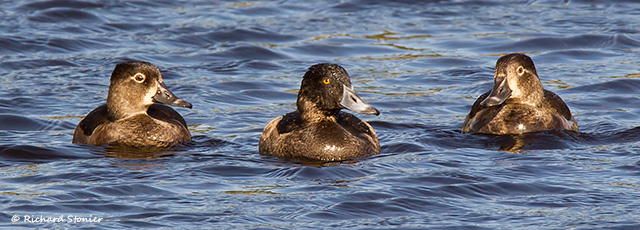 Ring-necked Duck