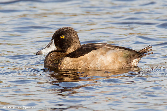 Ring-necked Duck
