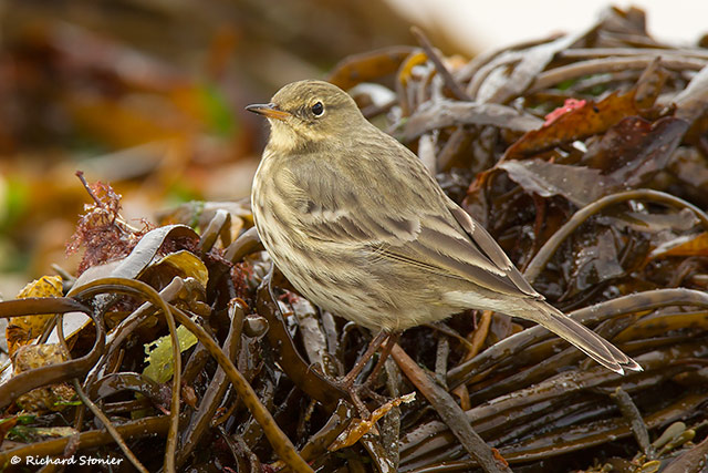 Rock Pipit