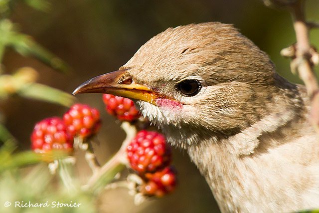 Rose-coloured Starling