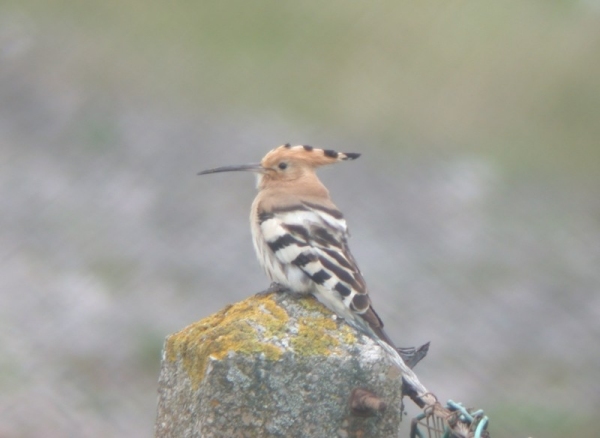 Hoopoe