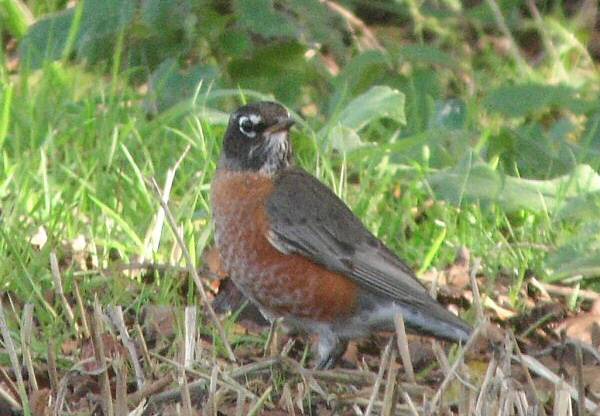 American Robin