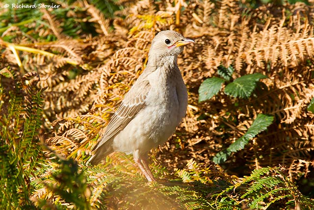 Rose-coloured Starling