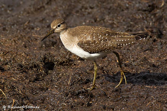 Solitary Sandpiper