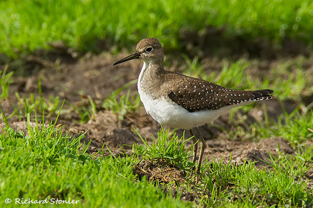 Solitary Sandpiper