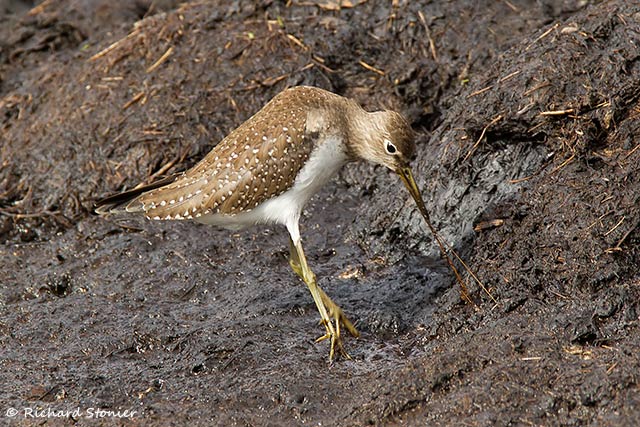 Solitary Sandpiper
