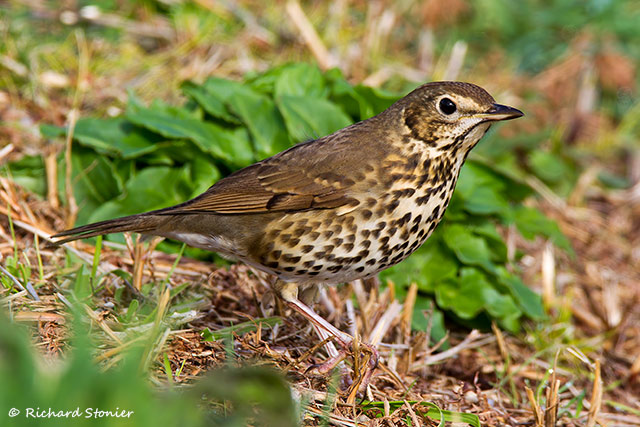 Song Thrush