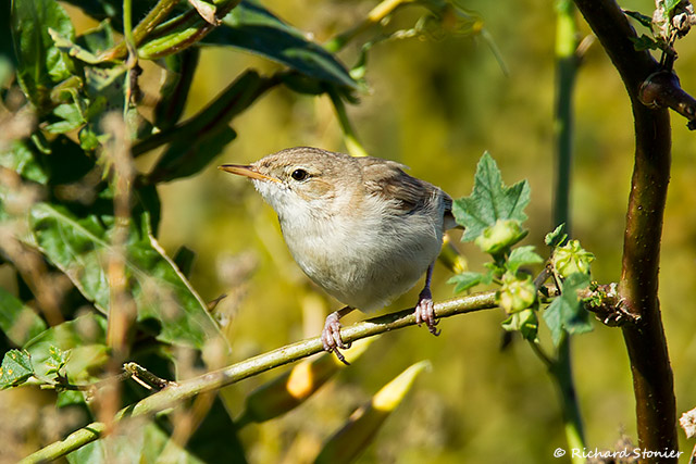 Sykes's Warbler