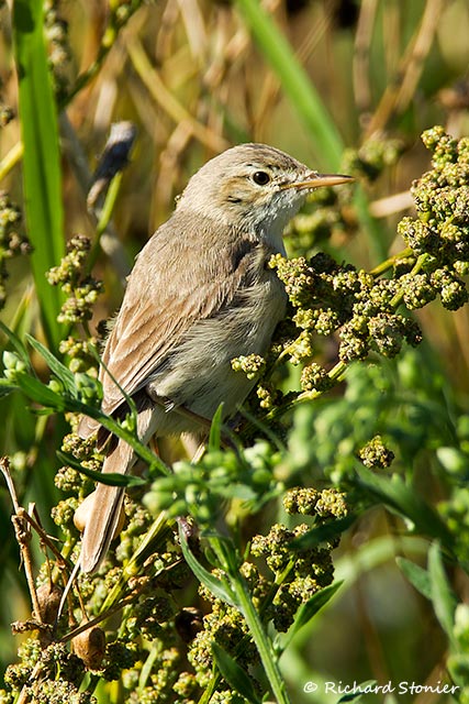 Sykes's Warbler