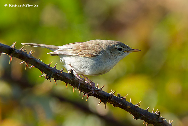 Sykes's Warbler