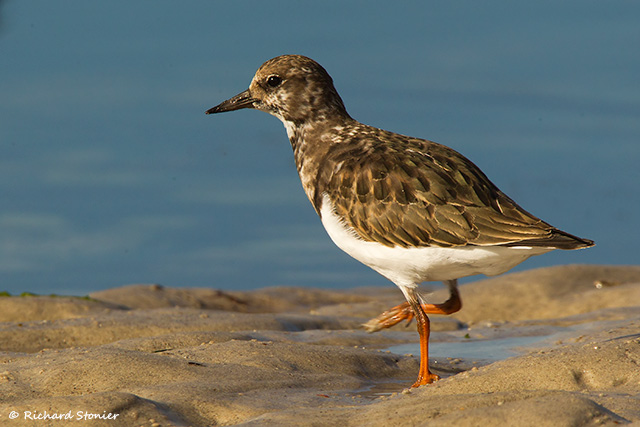 Turnstone