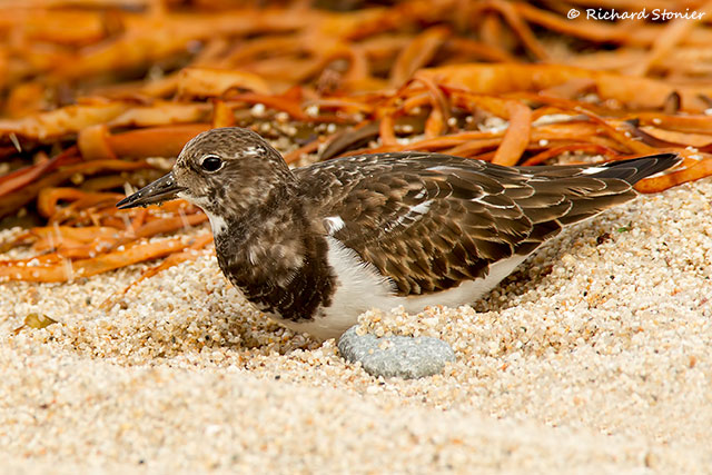 Turnstone
