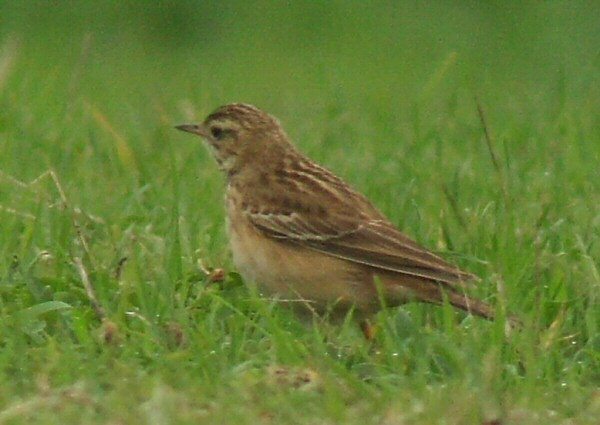 Blyth's Pipit