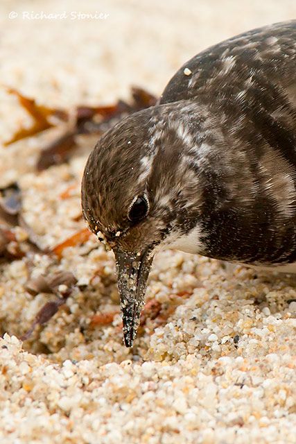 Turnstone