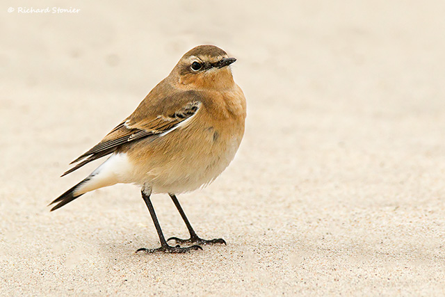 Wheatear