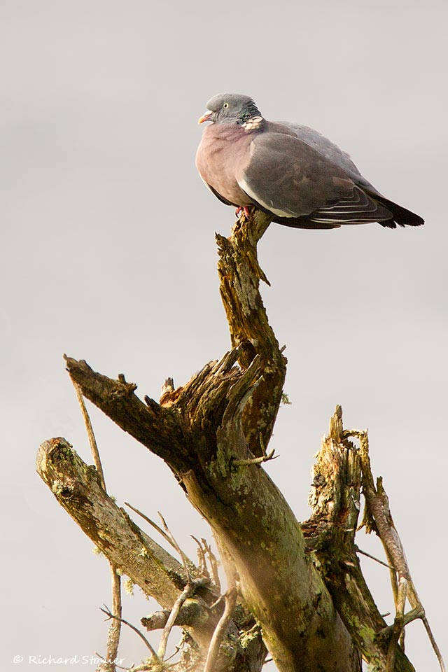 Woodpigeon