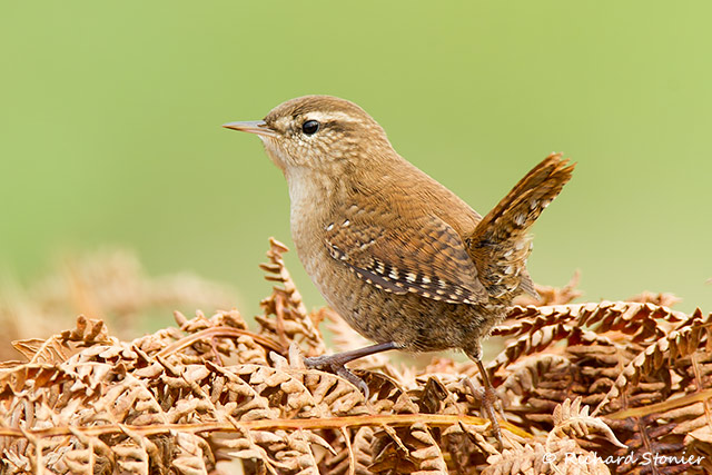 Wren