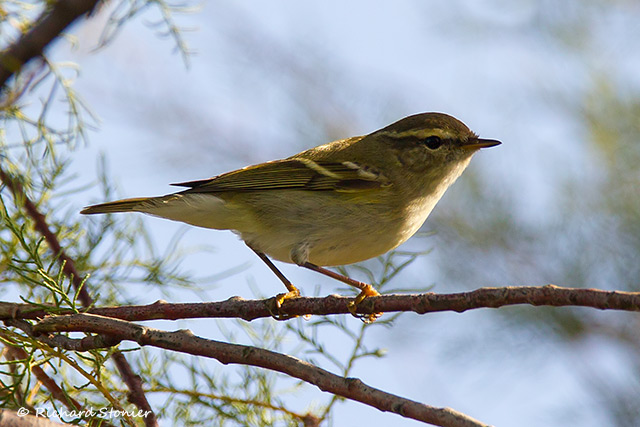 Yellow-browed Warbler