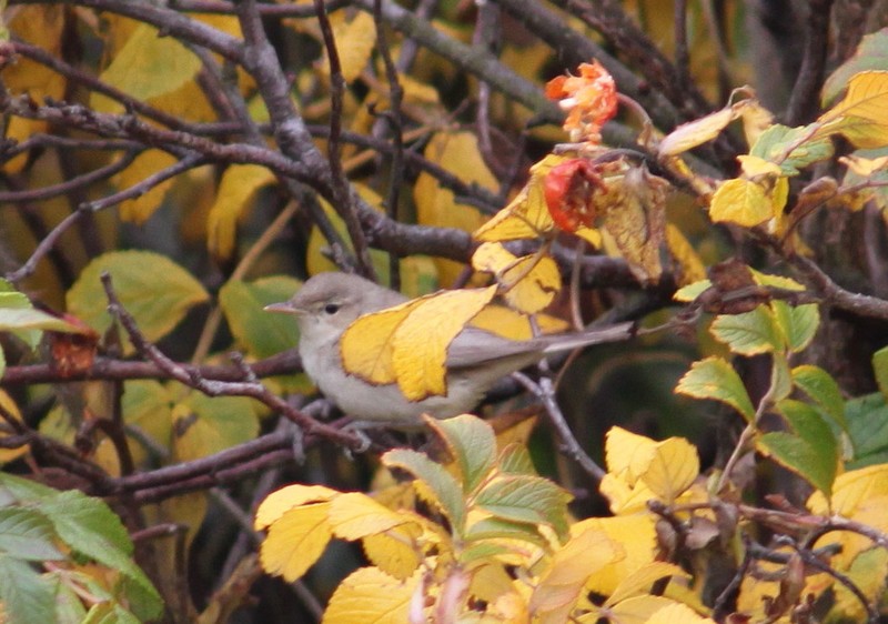 Eastern Olivaceous Warbler