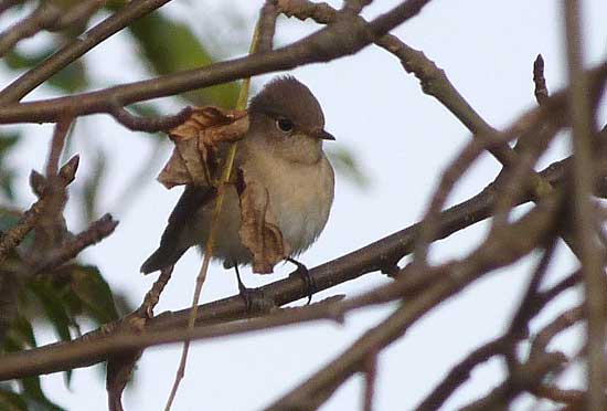 Red-breasted Flycatcher