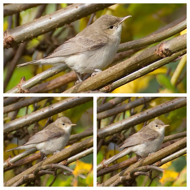 Eastern Olivaceous Warbler