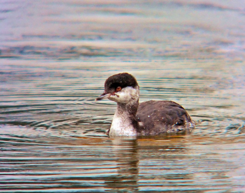 Slavonian Grebe