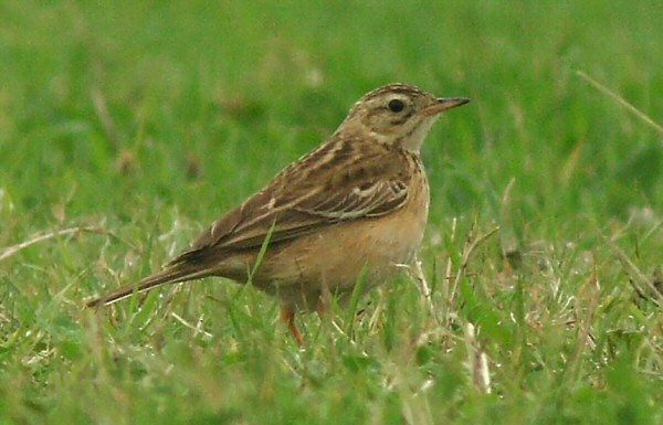 Blyth's Pipit