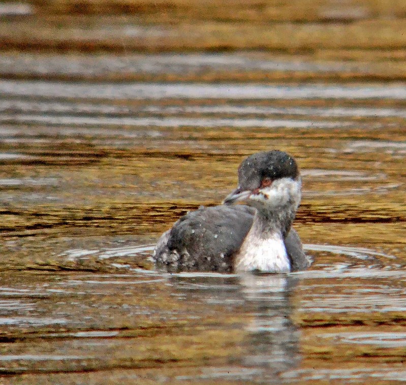 Slavonian Grebe