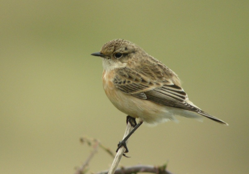 Siberian Stonechat