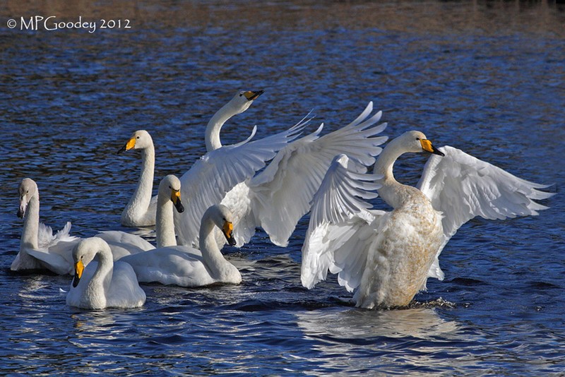 Whooper Swan