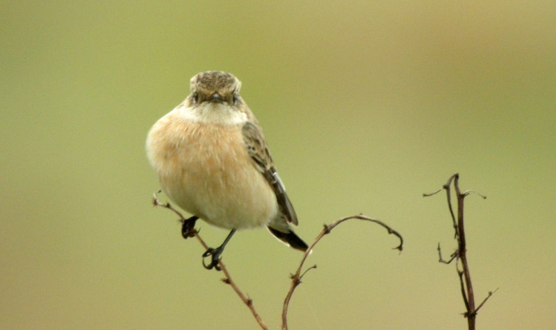 Siberian Stonechat