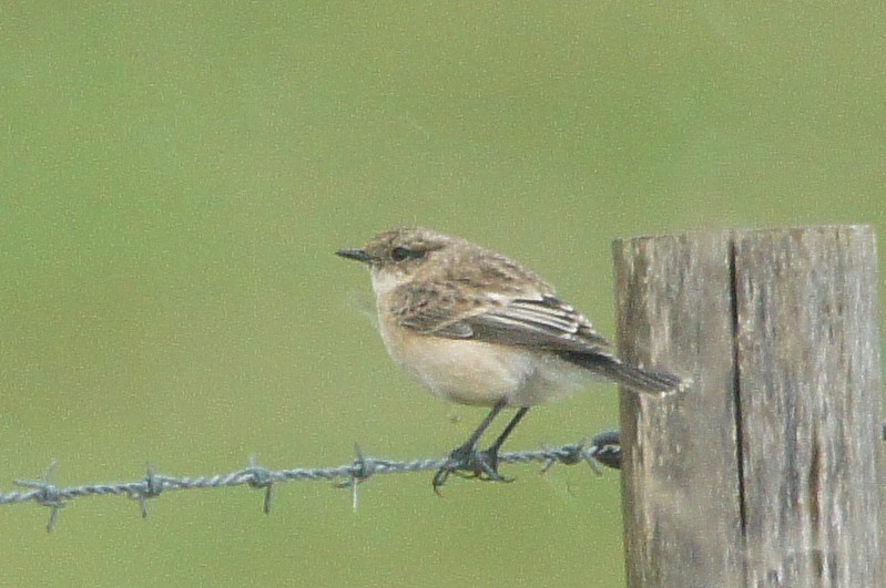 Siberian Stonechat