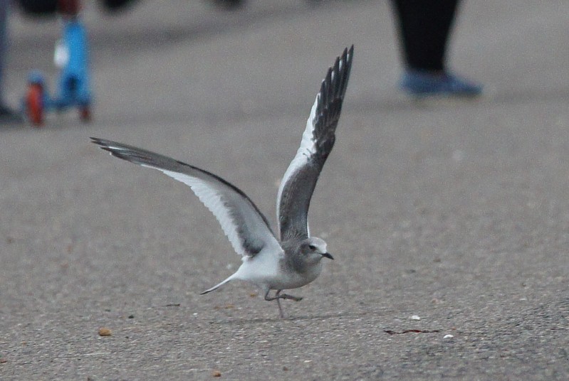 Sabine's Gull