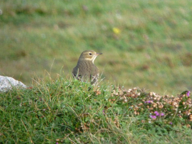 American Buff-bellied Pipit