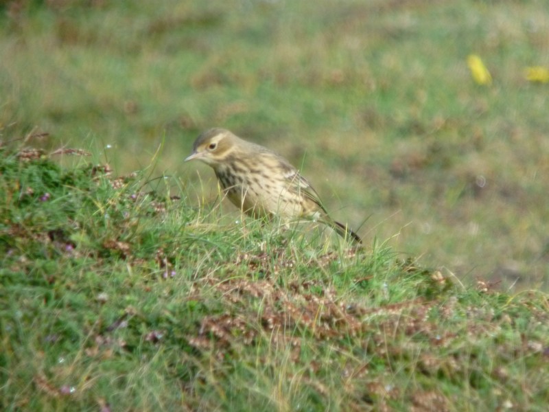American Buff-bellied Pipit