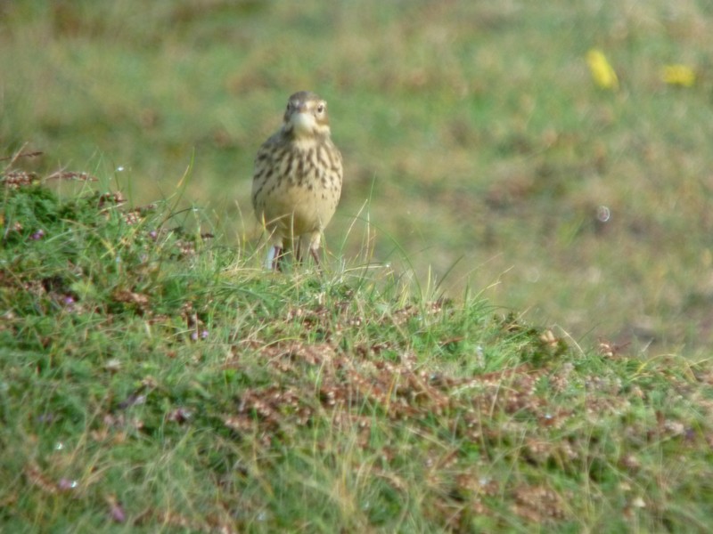 American Buff-bellied Pipit