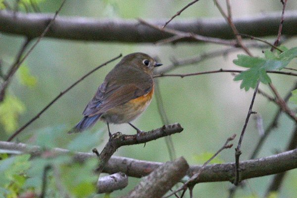 Red-flanked Bluetail