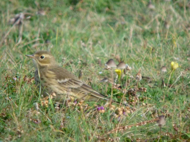 American Buff-bellied Pipit