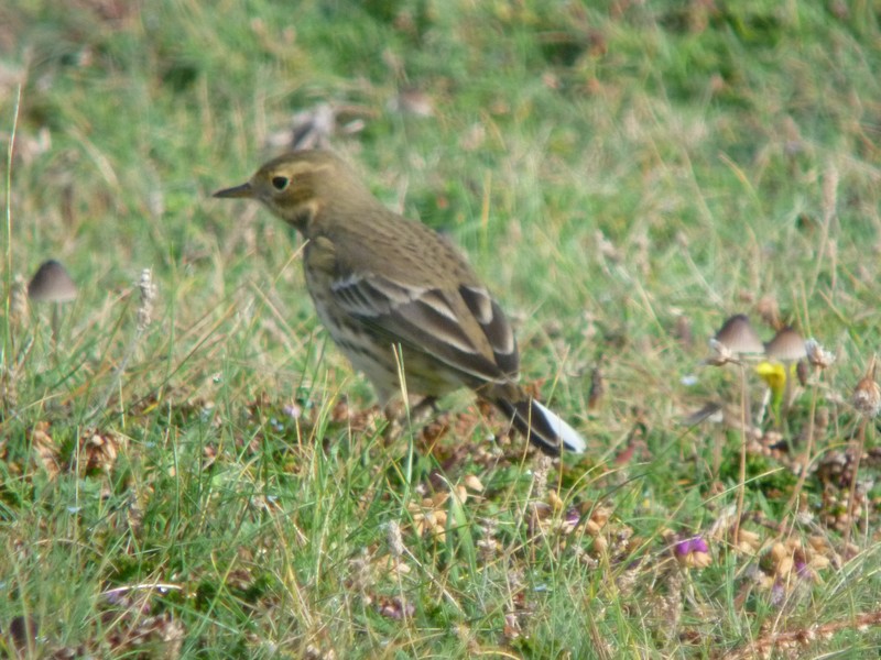American Buff-bellied Pipit