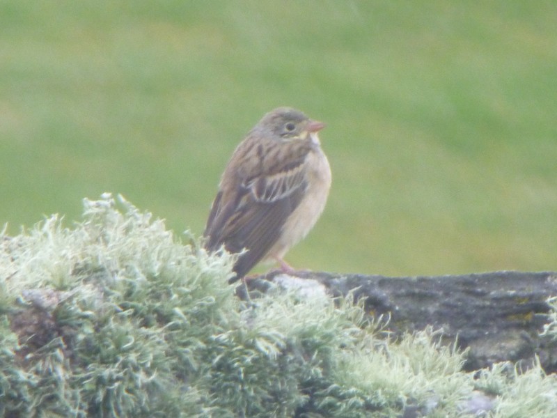 Ortolan Bunting