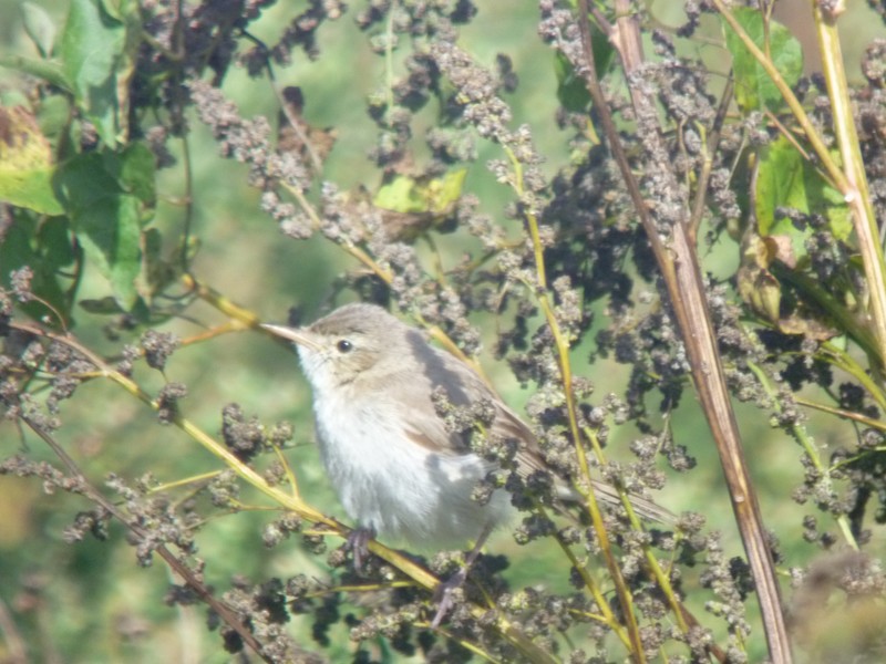 Sykes's Warbler