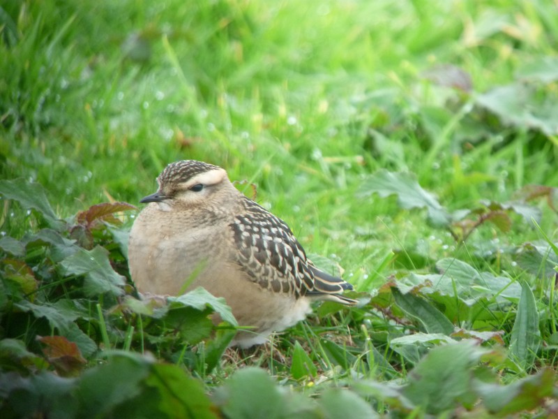 Dotterel