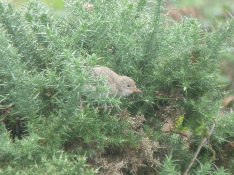 Rose-coloured Starling