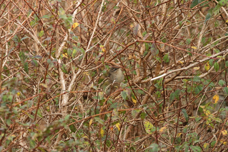 Dusky Warbler