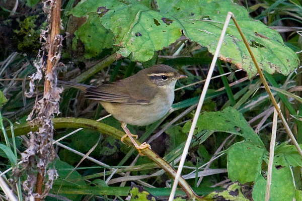 Radde's Warbler