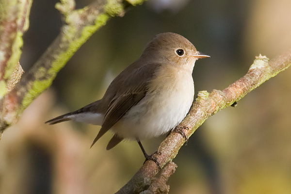 Red-breasted Flycatcher