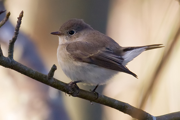 Red-breasted Flycatcher