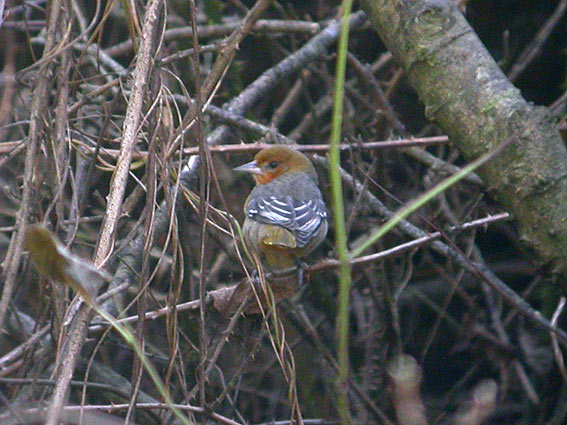 Baltimore Oriole